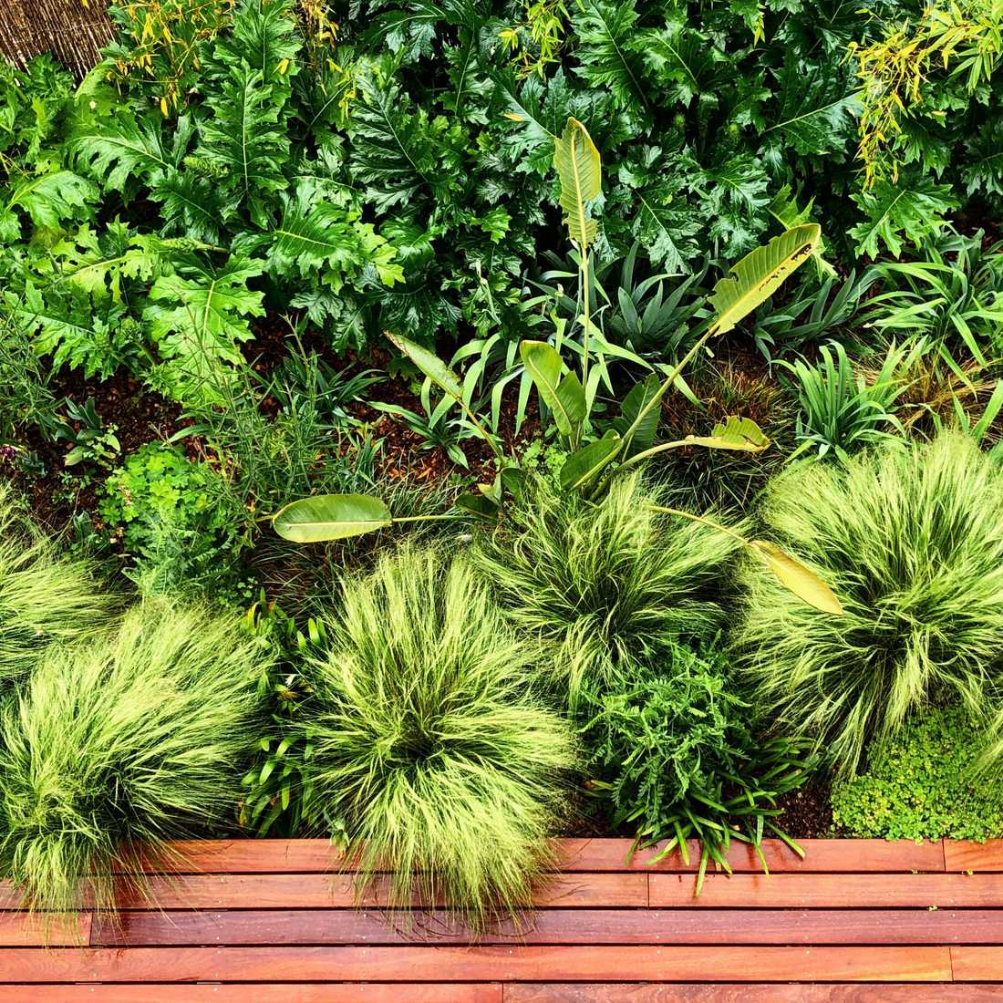 Végétation luxuriante dans le petit jardin d'une maison de ville à Nîmes