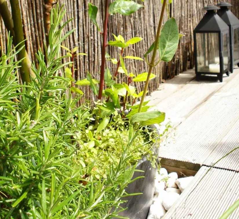 Végétalisation d'un toit-terrasse par un architece paysagiste dans le Gard