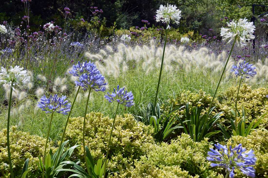 Fleurs et floraisons méditerrannéenes aménaagé par un concepteur paysagiste à Nîmes